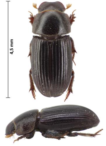 Réf. 366 011 : Ataenius scutellaris